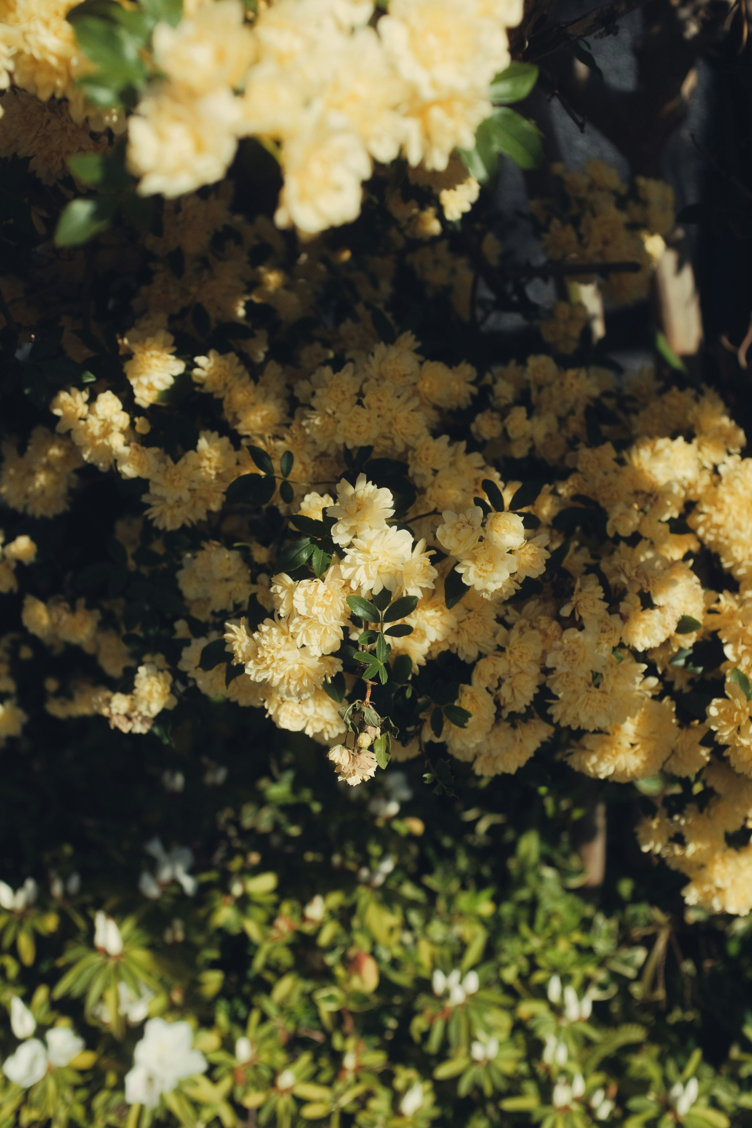 white flower in tilt shift lens